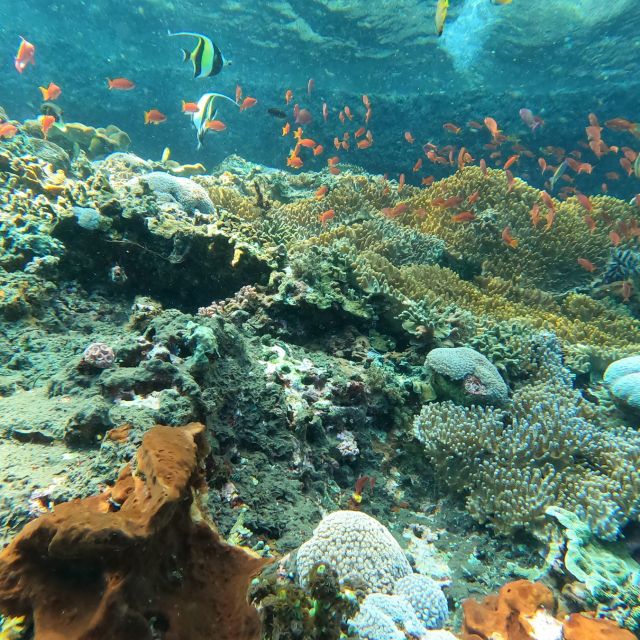 Sanur : Snorkeling at Sanur Coastal Area - Important Guidelines