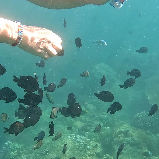 Sanur : Snorkeling at Sanur Coastal Area - Best Time to Go