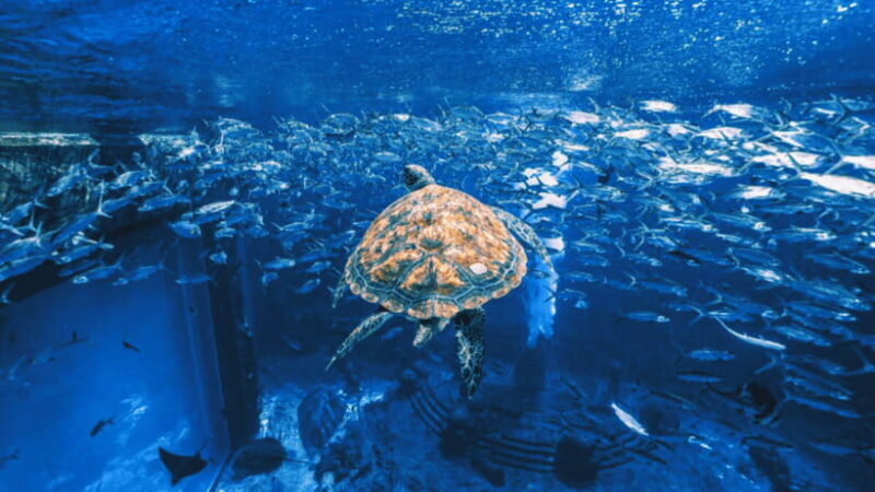 Sanya: Atlantis Lost Chambers Aquarium - A Closer Look at the Atlantis Lost Chambers Aquarium