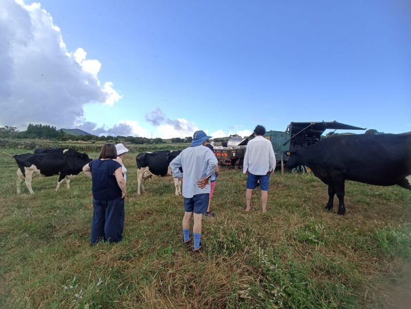 Sao Jorge Cheese Tour - Half day - Key Points