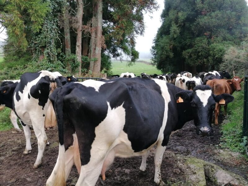 Sao Jorge Cheese Tour - Half day - Final Thoughts