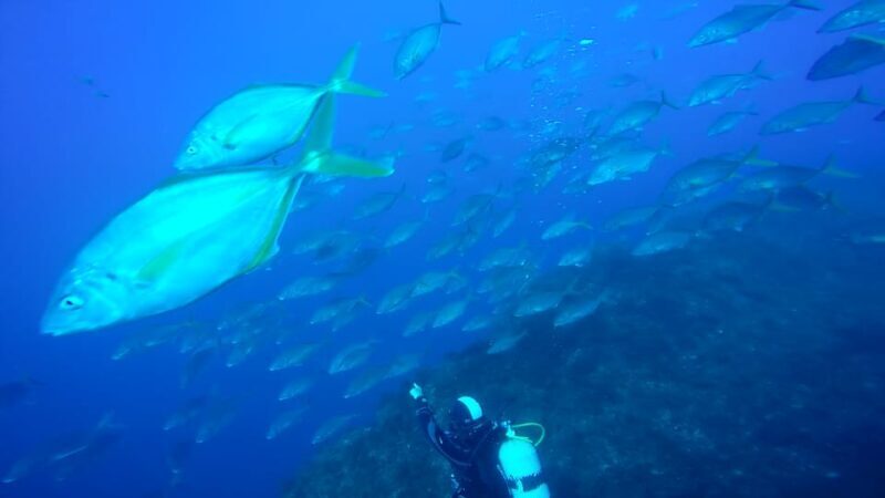 São Jorge: Scuba Diving - 2 Dives (Half Day) - What’s Included and What Costs Extra