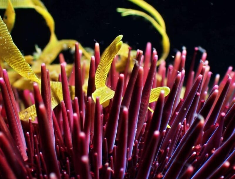São Jorge: Scuba Diving - 2 Dives (Half Day) - Who Should Consider This Tour?