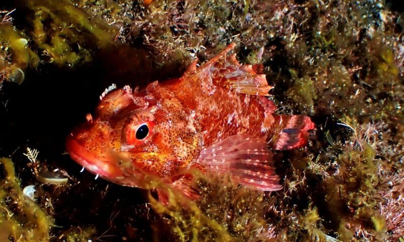 São Jorge: Scuba Diving - 2 Dives (Half Day) - Final Thoughts