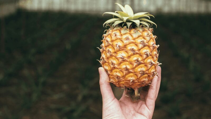 São Miguel: 2-Day Island Tour, Tea & Pineapple Plantation - The Food and Tasting Experience