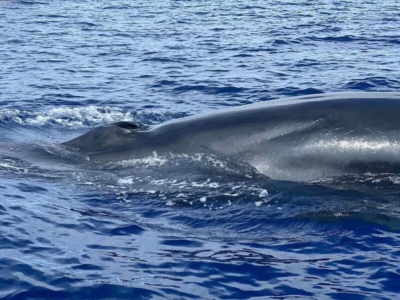 São Miguel, Azores: Whale and Dolphin Watching Tour - Key Points