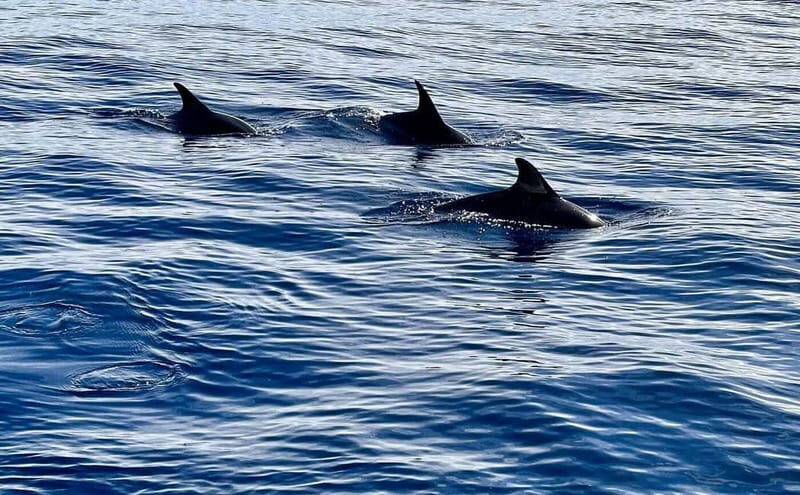 São Miguel, Azores: Whale and Dolphin Watching Tour - The Experience in Detail