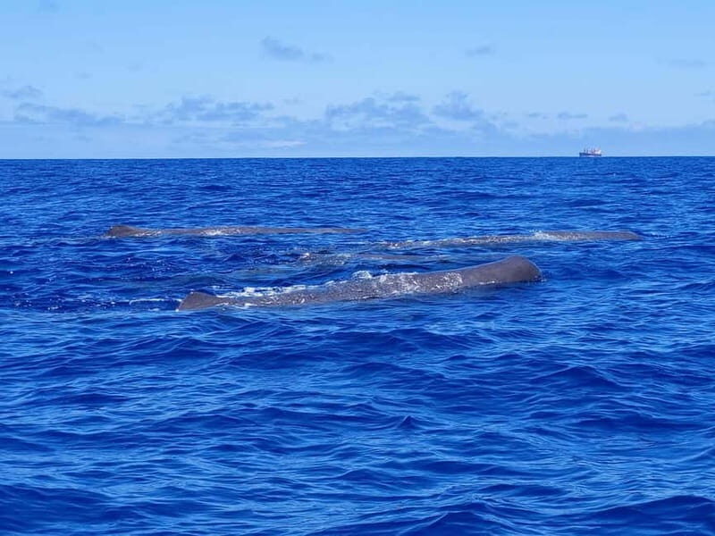 São Miguel, Azores: Whale and Dolphin Watching Tour - Who Should Consider This Tour?