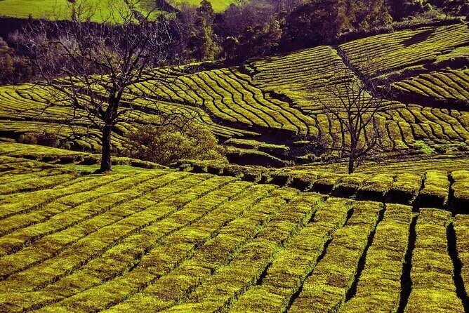 São Miguel: Majestic North Tour (Local Lunch Incl.) - Discovering Ribeira Grande and Its Coastal Charms