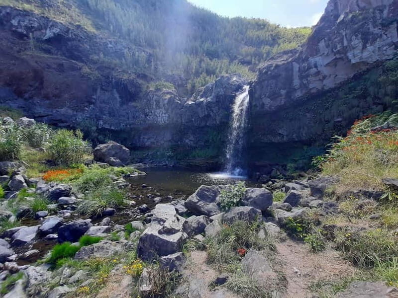 São Miguel: Moinho do Felix Hike with Tea Factory Visit - Who Will Love This Tour?