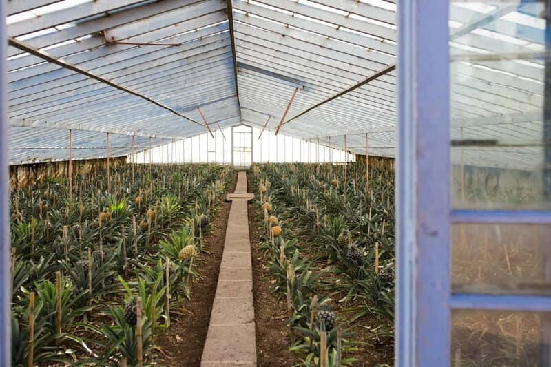 São Miguel: Sete Cidades & Pineapple Plantation Tour - The Sum Up