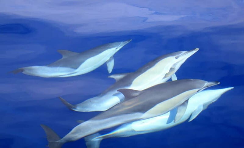 São Miguel: Swim with Wild Dolphins in the Open Ocean - What to Expect on Your Dolphin Swim Tour