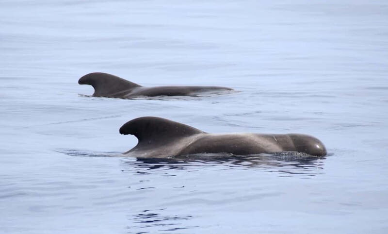 São Miguel: Swim with Wild Dolphins in the Open Ocean - Final Thoughts: Is This Tour Worth It?