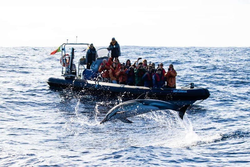 São Miguel: Whale-Watching Cruise with Marine Biologist - Key Points
