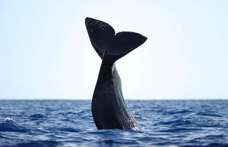 São Miguel: Whale-Watching Cruise with Marine Biologist - The Experience Itself: Sightings, Scenery, and Stories