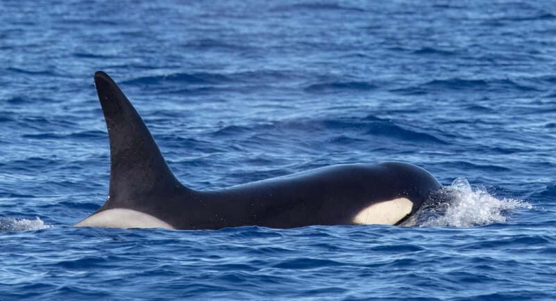 São Miguel: Whale-Watching Cruise with Marine Biologist - The Sum Up