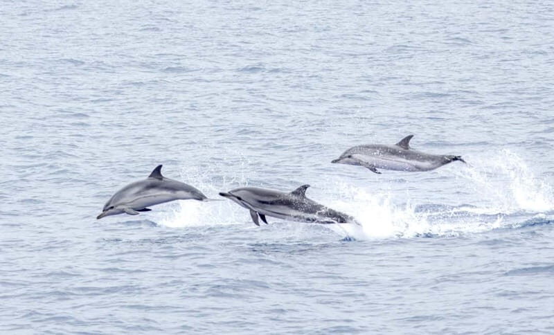 São Miguel: Whale-Watching Cruise with Marine Biologist - FAQ