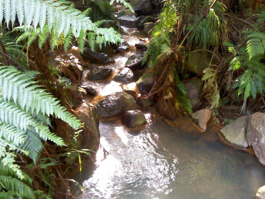 São Miguel: Whales & Volcano Full-Day Tour With Lunch - Volcanic Landscape Exploration