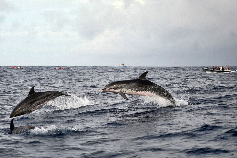São Miguel: Whales & Volcano Full-Day Tour With Lunch - Pickup and Transportation