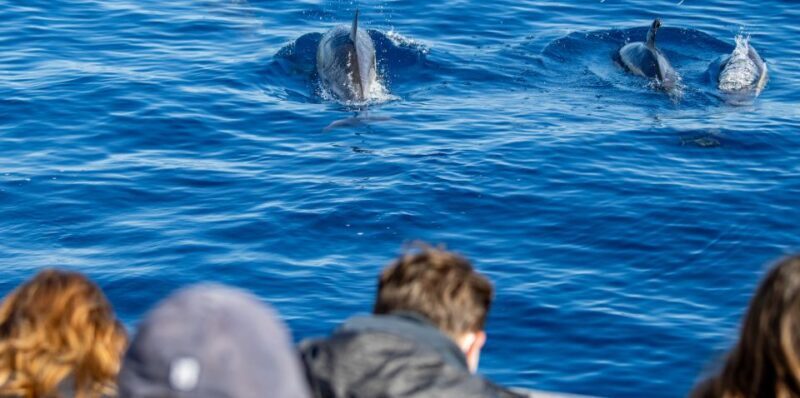 São Miguel: Wild Swimming with Dolphins - Discovering the São Miguel Dolphin Swim