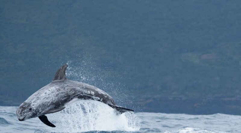 São Miguel: Wild Swimming with Dolphins - What to Expect During the Tour