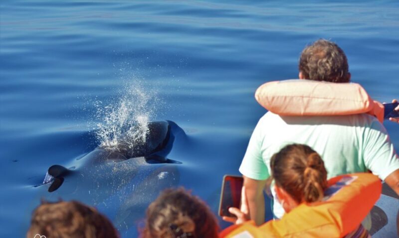 São Miguel: Wild Swimming with Dolphins - The Value of the Experience