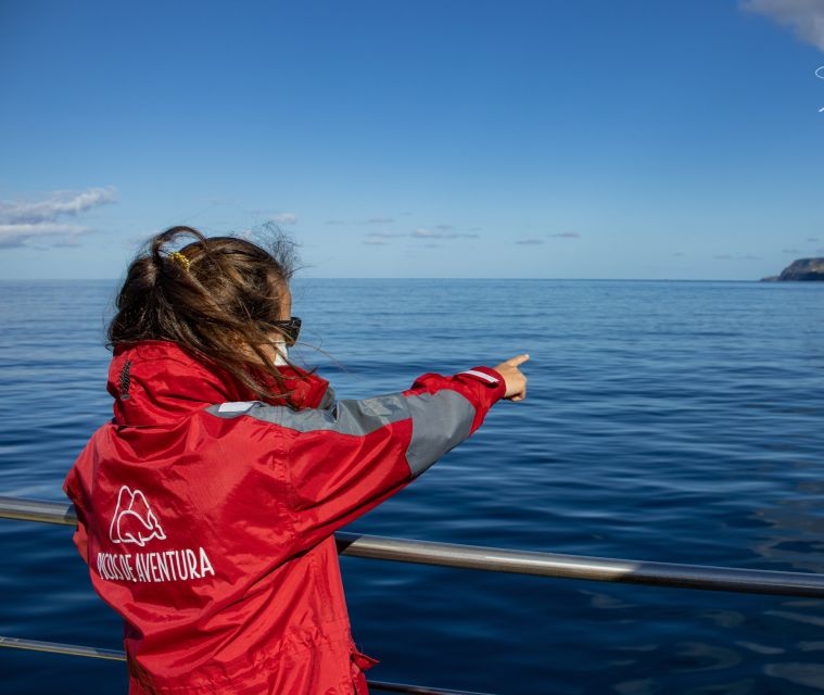 São Miguel: Wild Swimming with Dolphins - Practical Tips for Your Trip