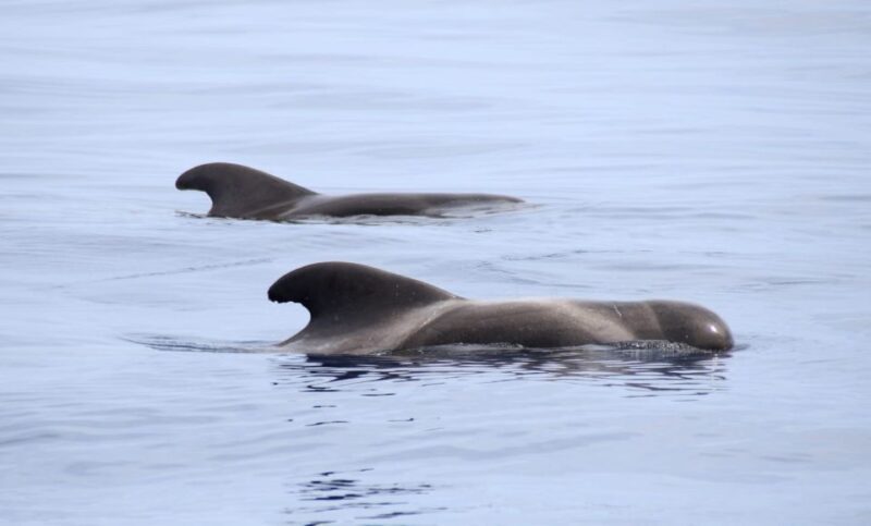 São Miguel: Wild Swimming with Dolphins - Authentic Experiences and What Travelers Say