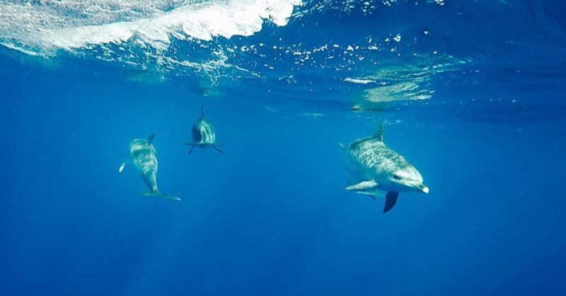 São Miguel: Wild Swimming with Dolphins - Who Should Consider This Tour?