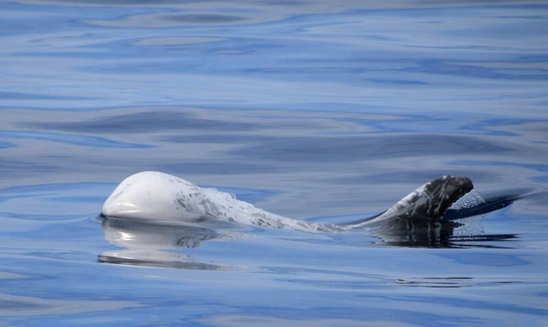 São Miguel: Wild Swimming with Dolphins - FAQ
