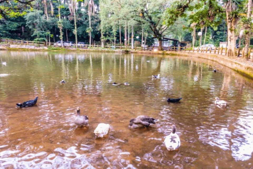 São Paulo: Atlantic Forest Hike in Jaraguá Park With Picnic - Detailed Description