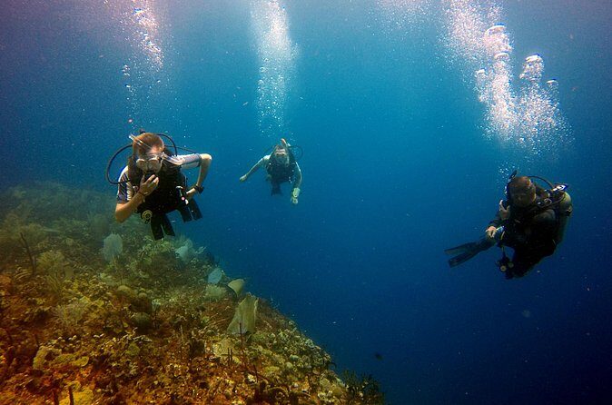 Saona Diving - Analyzing the Value