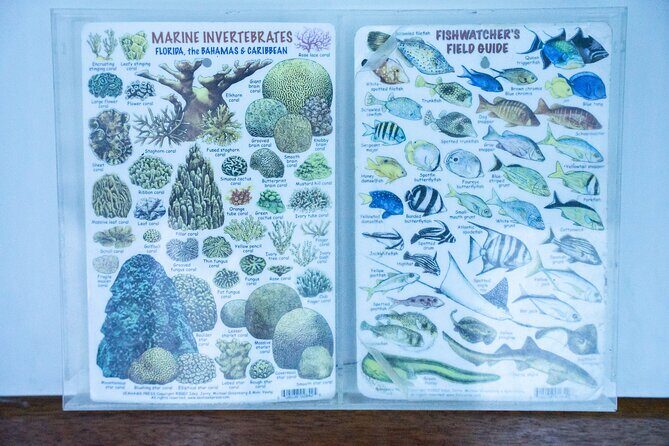 Saona Island at Yellow Submarine Exclusive Tour from Punta Cana - FAQ