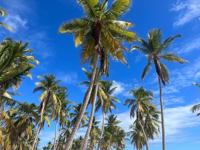 Saona Island Day for Marella Discovery (La Romana Port) - Who Will Enjoy This Tour?
