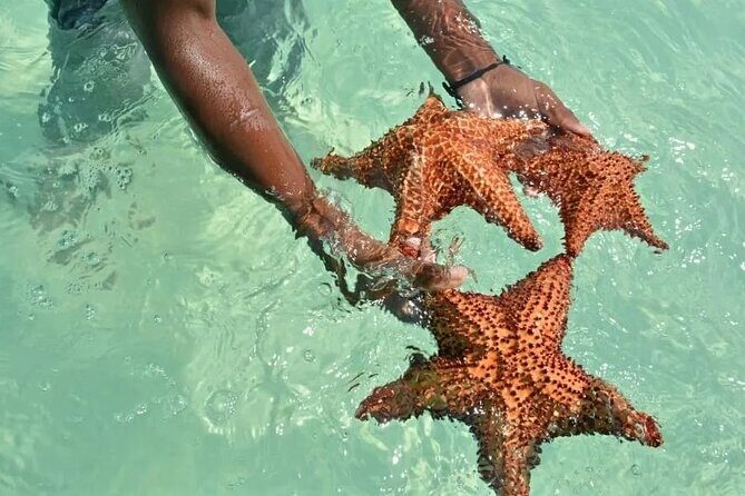 Saona Island Day Trip From Punta Cana with Lunch and Open Bar - Who Should Consider This Tour?