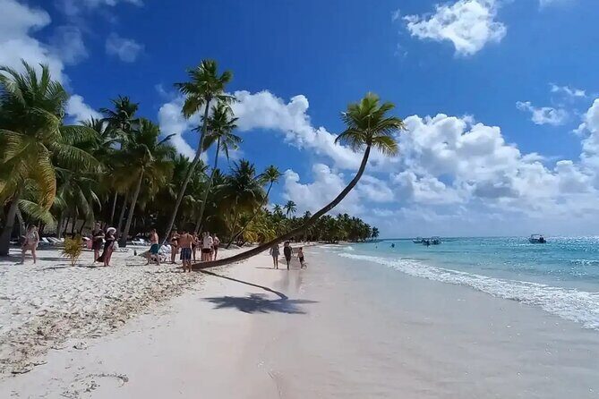 Saona Island Day Trip from Punta Cana with Lunch and Pickup - The Experience Based on Past Feedback