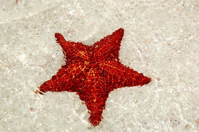 Saona Island: Full-day Catamaran Tour - Small Group - The Sum Up: Is This Tour Right for You?