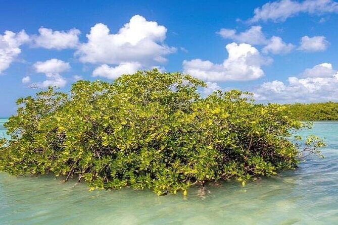 Saona Island Full-Day Tour with Lunch from Punta Cana - FAQ