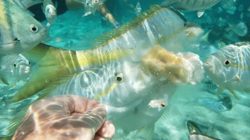 Saona Island: Hidden Beach & Natural Pool - Why This Tour Offers Great Value