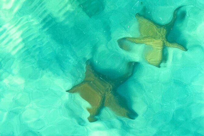 Saona Island, Natural pool Starfish, Fast boat, Catamaran +Dances - The Itinerary in Depth