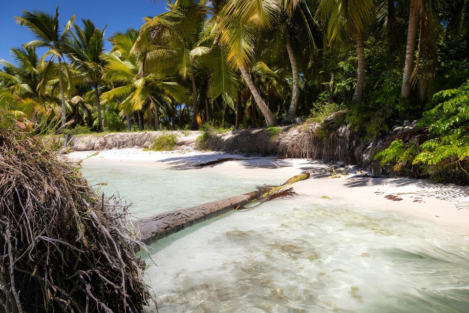 Saona Island Private: Speedboat Tour From Punta Cana - Key Points
