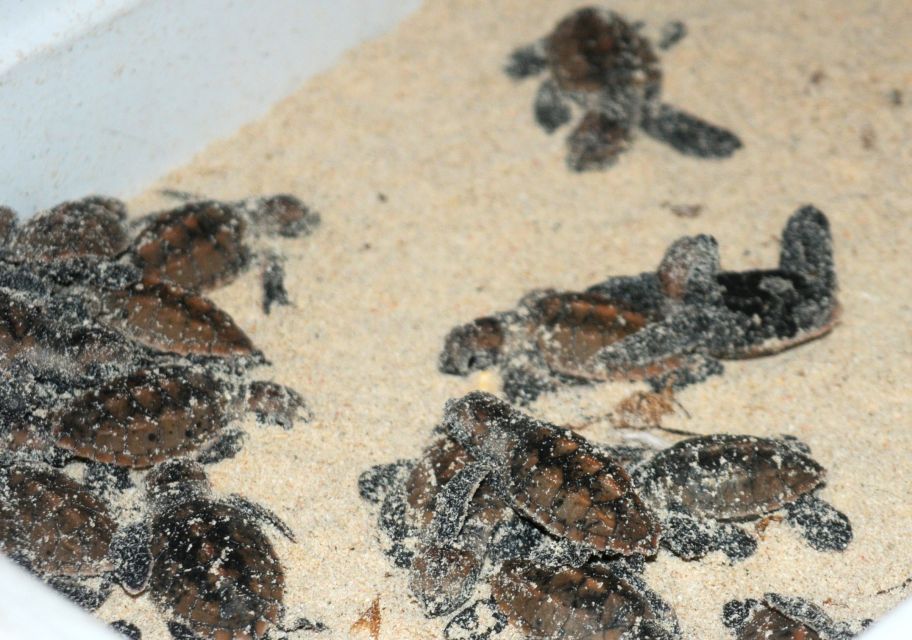 Saona Island: Small Group Virgin Beaches Cruise Day Trip - Availability and Reservations