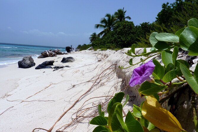 Saona Island Tour from Punta Cana with Lunch, Open Bar & Pickup - Final Thoughts