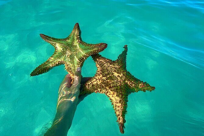 Saona Private Tour with Own Guide and Transport from Punta Cana - The Sum Up