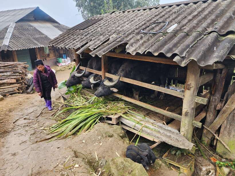 Sapa: Discover the Secrets of Red Dao Herbal Bath - Relaxation and Rejuvenation
