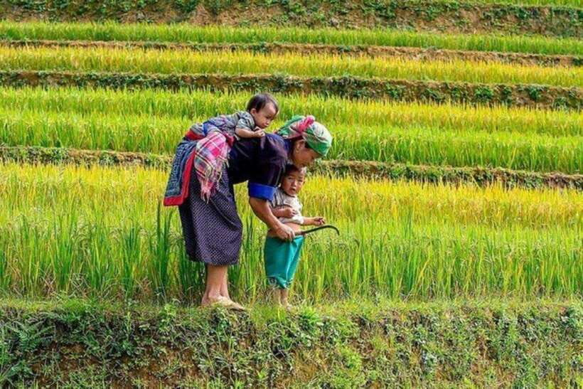 Sapa: Half Day Treck To Visit Y Linh Ho , Lao Chai, Ta Van - Highlights and Experience