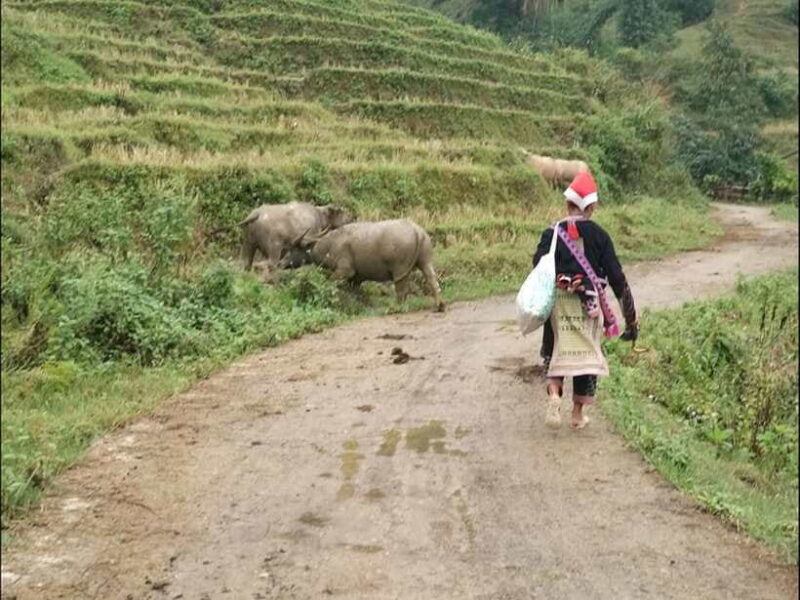 Sapa: Private Trek to Muong Hoa Valley - Trekking Experience Highlights