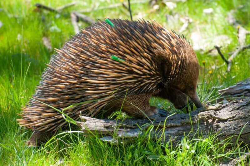 Sapphire Coast: 7h Shore Excursion with Aussie Morning Tea - Key Points