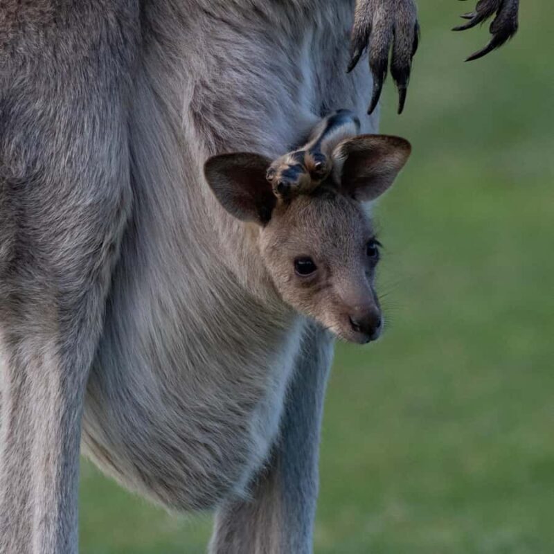 Sapphire Coast: 7h Shore Excursion with Aussie Morning Tea - Exploring the Sapphire Coast: A Natural and Cultural Treasure
