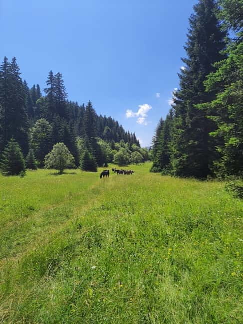 Sarajevo Sport tour: Olympic Mountains and Stadium Tour - Practical Details and Value